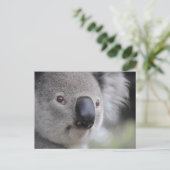 Koalaクローズアップ写真はがき ポストカード (スタンド正面)