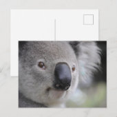 Koalaクローズアップ写真はがき ポストカード (正面/裏面)