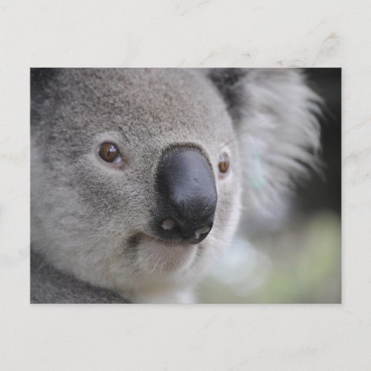 Koalaクローズアップ写真はがき ポストカード (正面)
