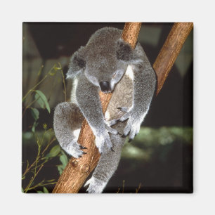 koala1 マグネット