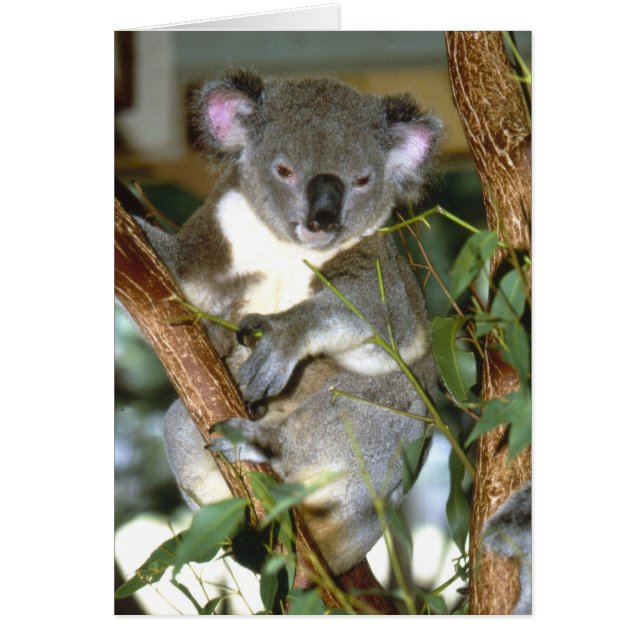 koala2 (正面)