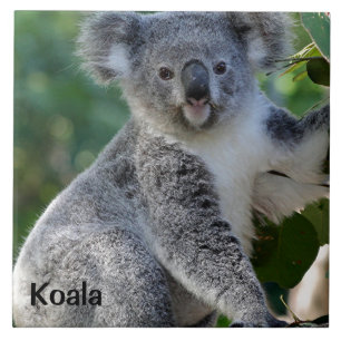 Koala:かわいい可愛いオーストラリアのコアラ タイル