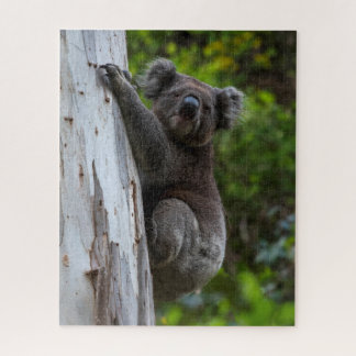Koala Australia Wildlife Photo, 520 pieces ジグソーパズル