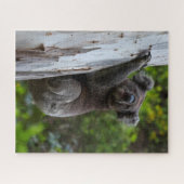 Koala Australia Wildlife Photo, 520 pieces ジグソーパズル (横)
