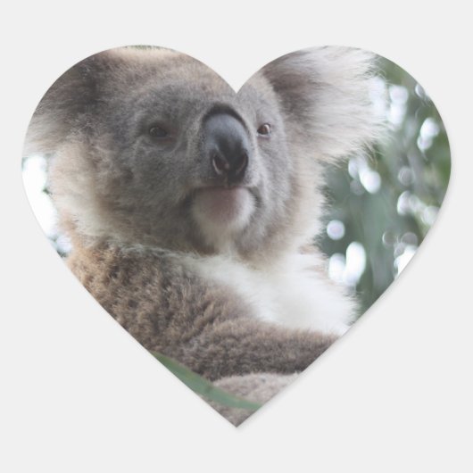 Koala Bear Factsステッカー ハートシール (正面)