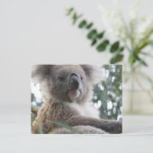 Koala Bear Factsポストカード ポストカード (スタンド正面)