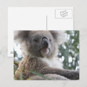 Koala Bear Factsポストカード ポストカード (正面/裏面)