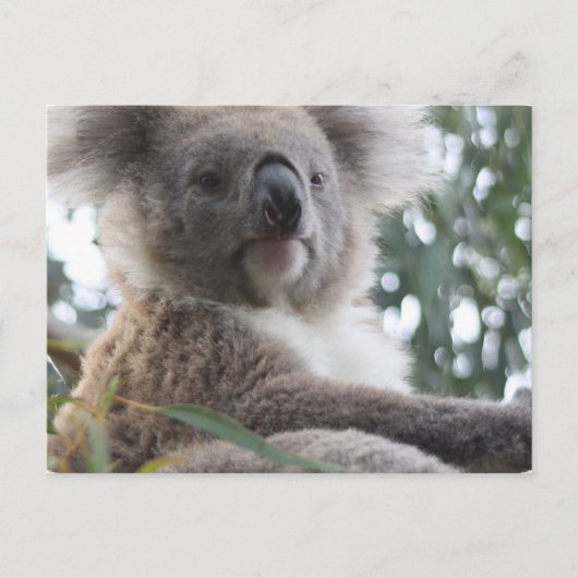 Koala Bear Factsポストカード ポストカード (正面)