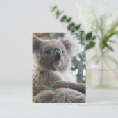Koala Bear Factsポストカード ポストカード (スタンド正面)