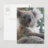 Koala Bear Factsポストカード ポストカード (正面/裏面)