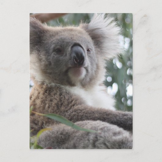 Koala Bear Factsポストカード ポストカード (正面)