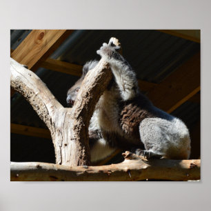 Koala Bear In Cubby House，ポスター ポスター
