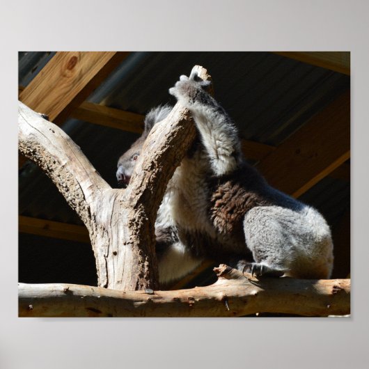 Koala Bear In Cubby House，ポスター ポスター (正面)