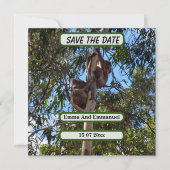 Koala Bear Save The Date Australiaスタイル、 案内状 (正面)