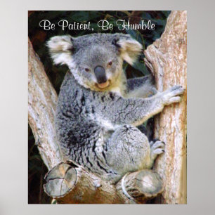 Koala Bears_Poster ポスター