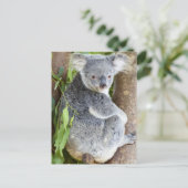 Koala in a Tree Photoはがき ポストカード (スタンド正面)