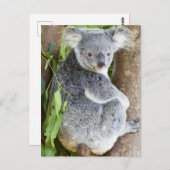 Koala in a Tree Photoはがき ポストカード (正面/裏面)
