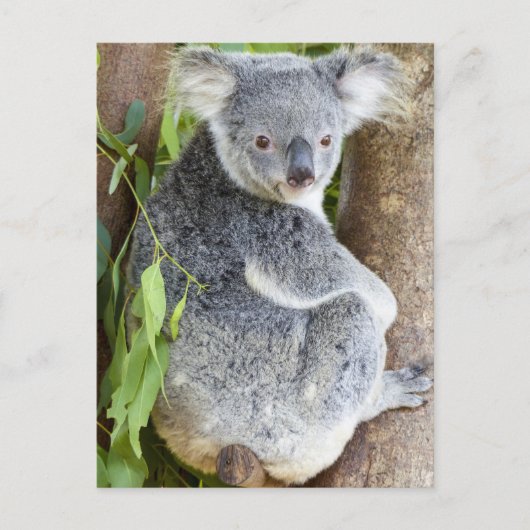 Koala in a Tree Photoはがき ポストカード (正面)