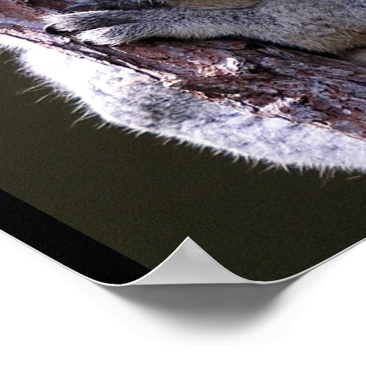 Koala in Tree Poster ポスター (角)