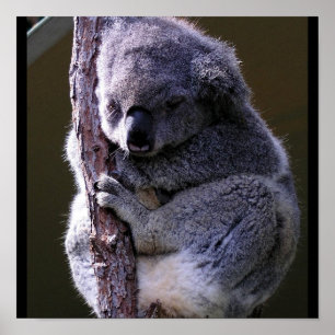 Koala in Tree Poster ポスター