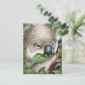 Koala Munching a Leafはがき ポストカード (スタンド正面)