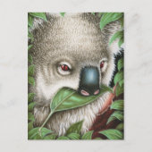 Koala Munching a Leafはがき ポストカード (正面)