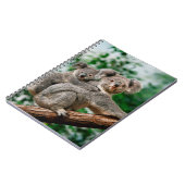 Koala, phascolarctos cinereus，女運性のユー ノートブック (左側)