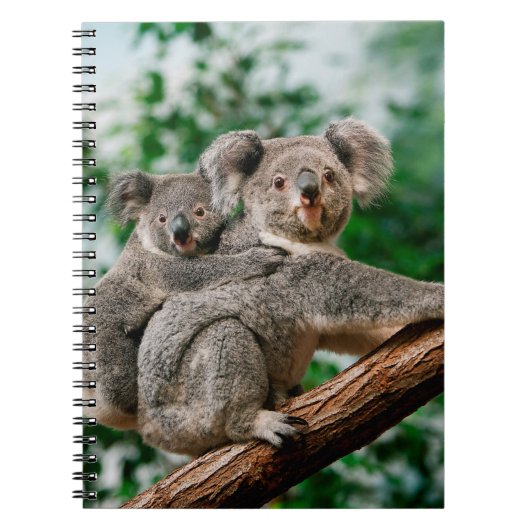 Koala, phascolarctos cinereus，女運性のユー ノートブック (正面)