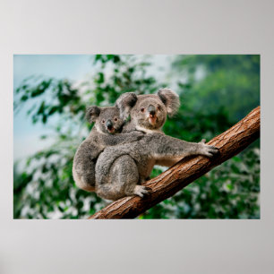 Koala, phascolarctos cinereus,女運性のユー ポスター