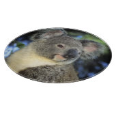 Koala, Phascolarctos cinerus)，オーストラリア， カッティングボード (角)