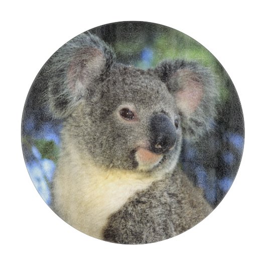 Koala, Phascolarctos cinerus)，オーストラリア， カッティングボード (正面)