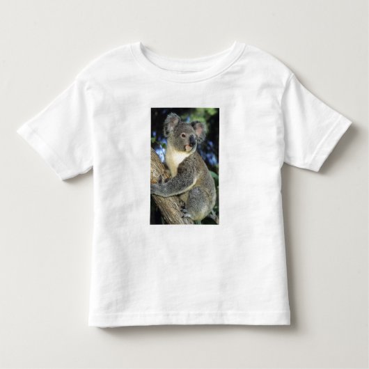 Koala, Phascolarctos cinerus)，オーストラリア， トドラーTシャツ (正面)