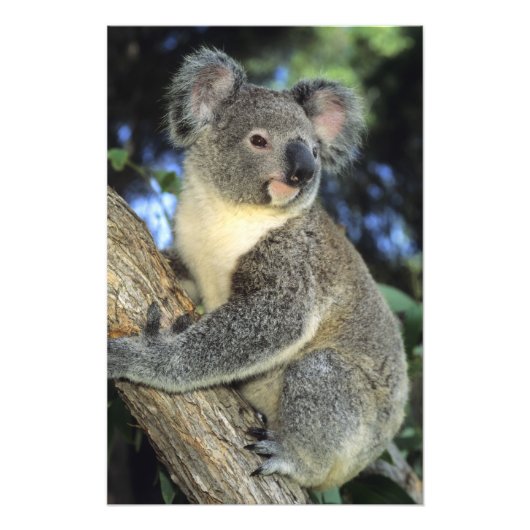 Koala, Phascolarctos cinerus)，オーストラリア， フォトプリント (正面)