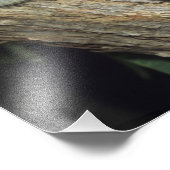 Koala, Phascolarctos cinerus)，オーストラリア， フォトプリント (角)