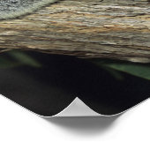 Koala, Phascolarctos cinerus)，オーストラリア， ポスター (角)