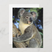 Koala, Phascolarctos cinerus)，オーストラリア， ポストカード (正面/裏面)