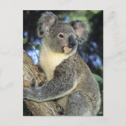 Koala, Phascolarctos cinerus)，オーストラリア， ポストカード (正面)