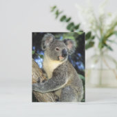 Koala, Phascolarctos cinerus)，オーストラリア， ポストカード (スタンド正面)
