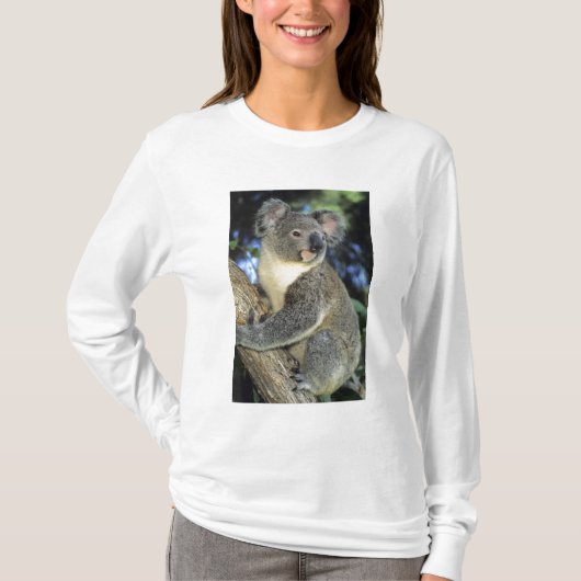 Koala, Phascolarctos cinerus)，オーストラリア， Tシャツ (正面)