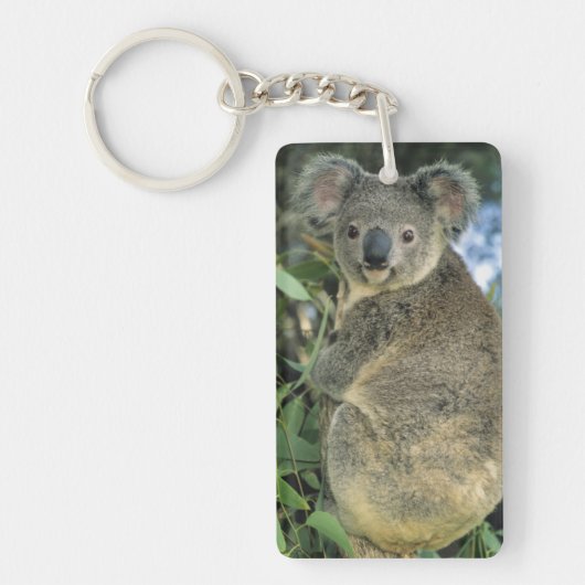 Koala, Phascolarctos cinerus)，絶滅危惧種， キーホルダー (正面)