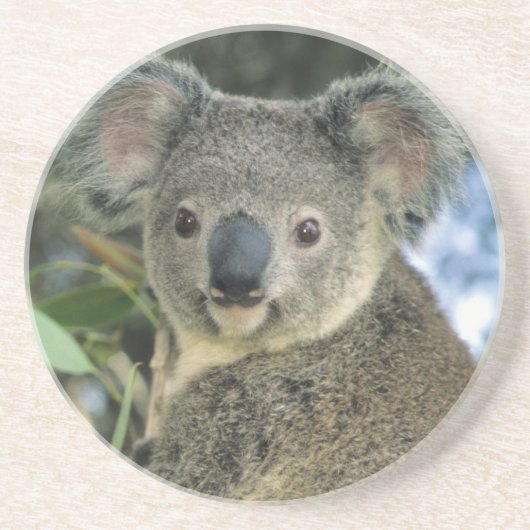 Koala, Phascolarctos cinerus)，絶滅危惧種， コースター (正面)