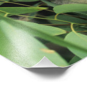 Koala, Phascolarctos cinerus)，絶滅危惧種， フォトプリント (角)