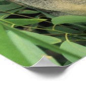 Koala, Phascolarctos cinerus)，絶滅危惧種， ポスター (角)