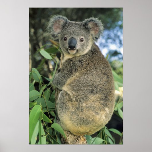 Koala, Phascolarctos cinerus)，絶滅危惧種， ポスター (正面)
