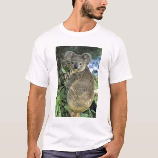 Koala, Phascolarctos cinerus)，絶滅危惧種， Tシャツ (正面)