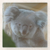 Koala Portrait Coaster ガラスコースター (正面)