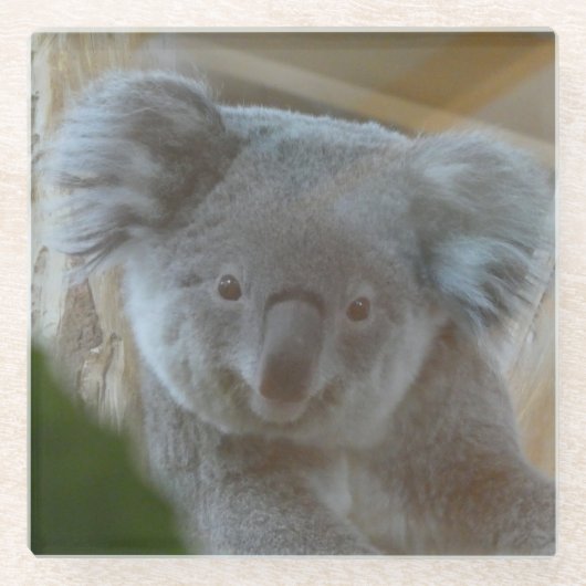 Koala Portrait Coaster ガラスコースター (正面)