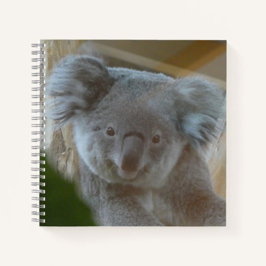 Koala Portrait Notebook ノートブック (正面)
