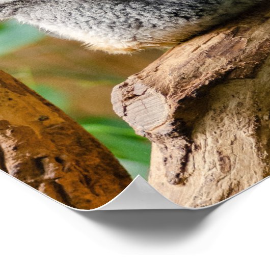 Koala with Baby in a Tree in Australia ポスター (角)