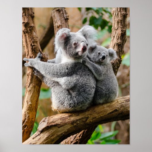 Koala with Baby in a Tree in Australia ポスター (正面)
